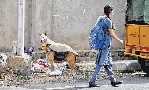 Packs of stray dogs roaming freely during evening hours is a common sight in Rajajinagar area | Pushkar V