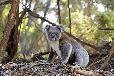 A koala bear (Photo | File)