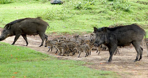 Image used for representational purposes. (Photo | EPS)