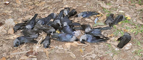Image of dead crows used for representational purpose only. (Photo | EPS)