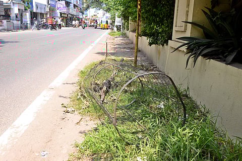 Damaged tree saplings planted by the city corporation at Velachery main road. While some saplings have dried others do not have tree guards or have disappeared in the street. EXPRESS / DEBADATTA MALLICK