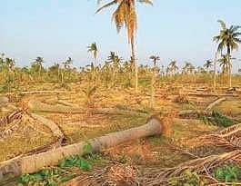 Cyclone titli-hit farm (File Photo |EPS)
