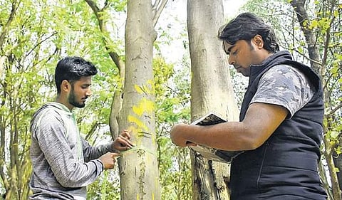 Institution of Wood Science and Technology will carry out the tree census