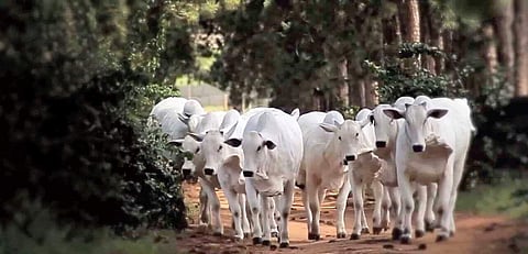 Under Project Gaushala, 1000 gaushalas (cowsheds) are targeted across the state of Madhya Pradesh by next month.