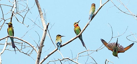 Migratory birds at Akkulam and Vellayani Vincent Pulickal