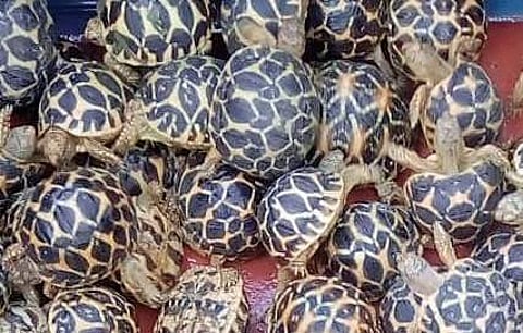 Indian star Tortoises (Photo |EPS)