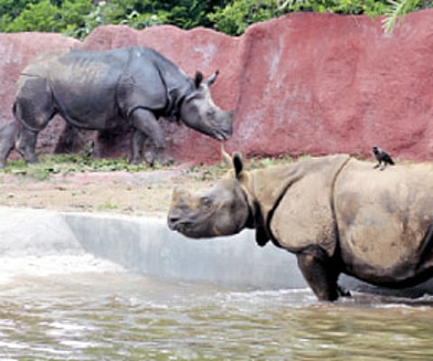 Nehru Zoological Park (File Photo |EPS)