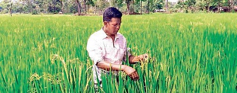 A farmer of Badkutru village inspects his agriculture land where he planted AZ 8433 variety of paddy seeds I Express
