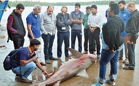 A team of fisheries officials from Afro-Asian countries checking out a bull shark caught by a trawler during their visit to the Munambam fishing harbour near Kochi on Friday. The team arrived in the state to attend an international workshop organised by C