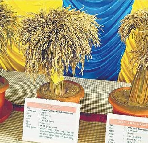 The paddy displayed at ‘Krishi Mela’ in Brahmavara on Saturday | Express