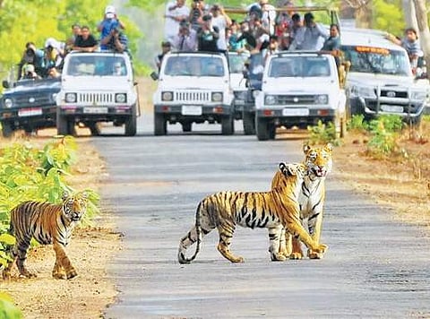 The Jim Corbett National Park is the oldest national park in India (File Photo)