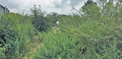 The ‘jungle’ that migrant labourers visit to relieve themselves