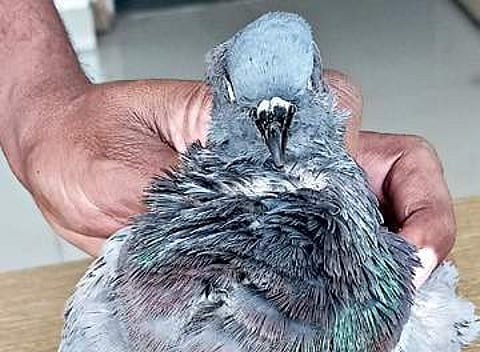A dead pigeon preserved by Dr Dinesh Rao employing the new technique.
