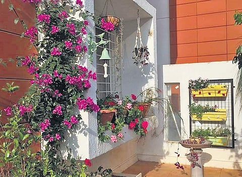 In high spirits with climbing plants
