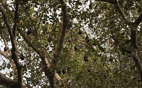 The banyan tree near Kazhuperumpakkam with hundreds of bats. (Express photo | G Pattabiraman)