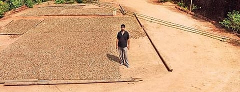 Ravichandra Amtange’s courtyard covered with harvested arecanuts. This image is used for representational purposes. (Photo | EPS, Rajesh Shetty Ballalbagh)