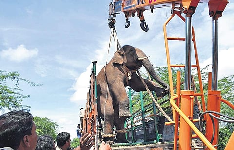 The elephant, who was originally spotted in Mudumalai reserve in Tamil Nadu, is shifted on a truck on Thursday | Express