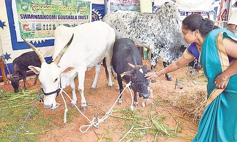 A visitor petting a calf at Krishi Mela in Bengaluru on Thursday | NAGARAJA GADEKAL