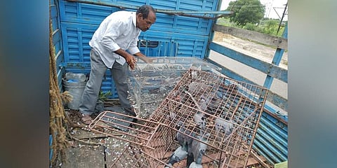 Pigeons captured from the MJ Market by GHMC officials on Friday. (Photo | Express)