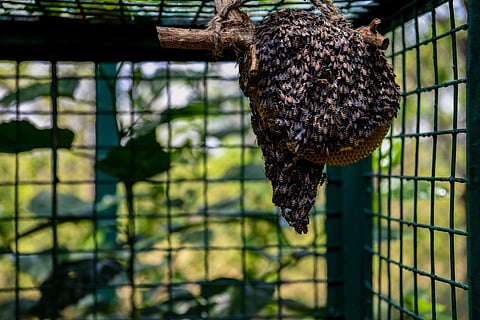 (Photo | Meghana Sastry, EPS)