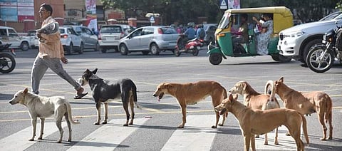 BBMP to finally kickstart animal birth control programme