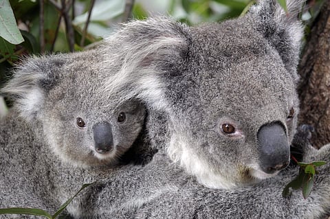 Conservationists fear hundreds of koalas have perished in wildfires that have razed prime habitat on Australia’s east coast. (Photo | AP)
