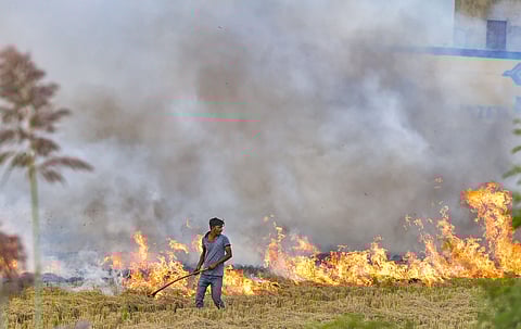 A farmer burns paddy stubbles in a field in a village in Hisar district of Haryana Friday Oct. 18 2019. | (Photo | PTI)