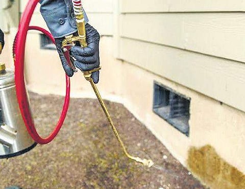 Don’t be a ‘pest’ to the environment