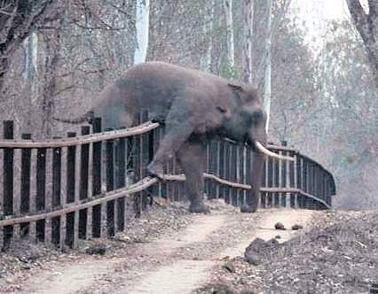 Forest dept recommends pay rise for foot soldiers