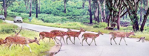 The night traffic ban through Bandipur was introduced to reduce wildlife accidents