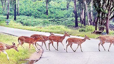 Environmentalists and activists unite to oppose the lifting of the night traffic ban in Bandipur National Park to protect wildlife.
