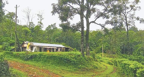 BeForest offers its clients the option of picking up a property on the outskirts of cities which can function as a forest farm