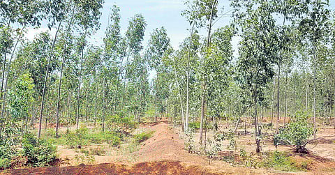 Image used for representational purpose (Photo | Muthu Kannan, EPS)