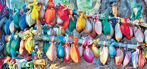 Coconuts wrapped in a cloth tied around the tree behind Chowdeshwari Devi temple at Gokak