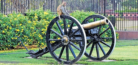 Despite the deployment of monkey catchers, the simians continue to trouble visitors and residents at Lutyens’ Delhi. (File Photo)