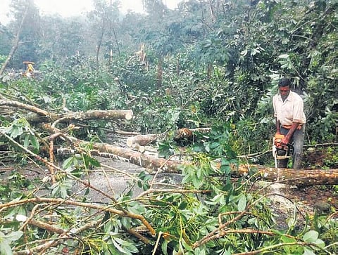 File picture of fallen trees being removed in Kanniyakumari following Ockhi havoc