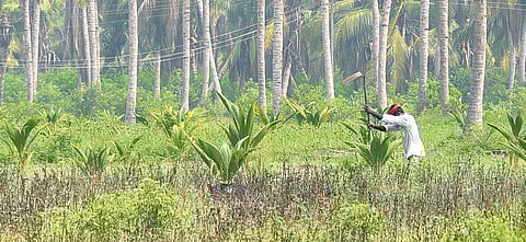 Left to Right: Current situation of coconut trees in Thanjavur and trees fallen after Cyclone Gaja last year | MK Ashok Kumar
