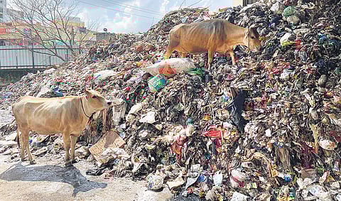 Cows climb the waste pile and nibble garbage at the Chitlapakkam waste dumpyard| Express