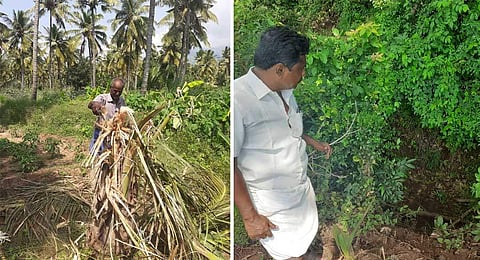 A farmer inspecting the coconut tree damaged by elephant and another farmer looking at damaged crop. (Photo | EPS)