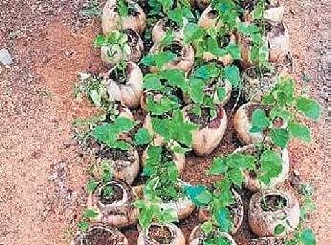 Plastic grow bags like these are common in most nurseries in the city| Express