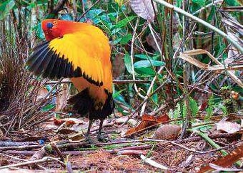 Dancing with the birds Now streaming on netflix