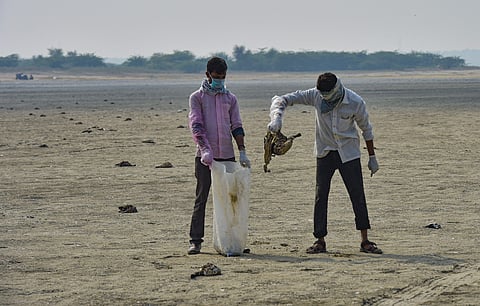 Civic workers collect dead birds at the Sambhar Salt Lake in Rajasthan Tuesday Nov. 12 2019. Thousands of birds of various species were found dead at the lake even as authorities tried to ascertain the cause of the large scale deaths. (Photo | PTI)