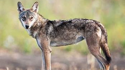 Representative Image