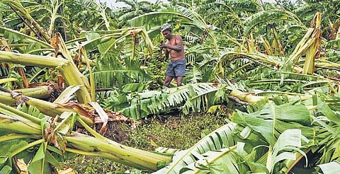 Banana trees uprooted by Cyclone Gaja, near Lalgudi in Tiruchy (File Photo)