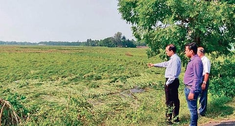 Central team members assessing crop damage at Basudevpur in Bhadrak. (Photo | EPS)
