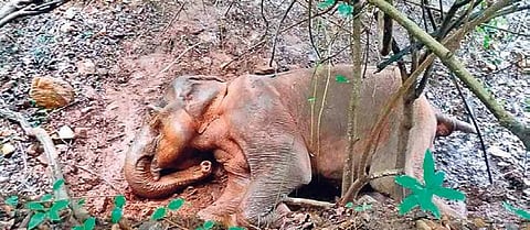 Meher said the elephant was around aged about 25 years. (Representational Image)