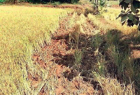 A damaged crop land in Reamal| Express