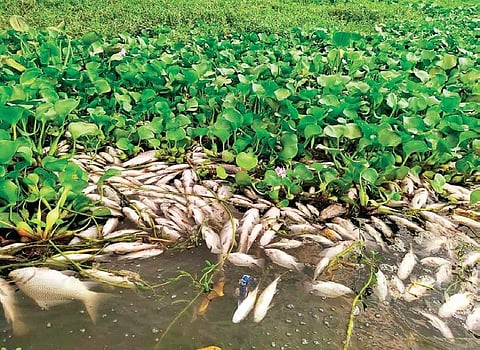 Catla fish were found floating dead in Tiruneermalai lake on Saturday | Express