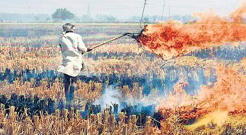 Punjab produces 17.72 million tonnes of paddy straw annually.