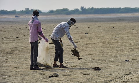 Civic workers collect dead birds at the Sambhar Salt Lake in Rajasthan Tuesday Nov. 12 2019. | (Photo | PTI)